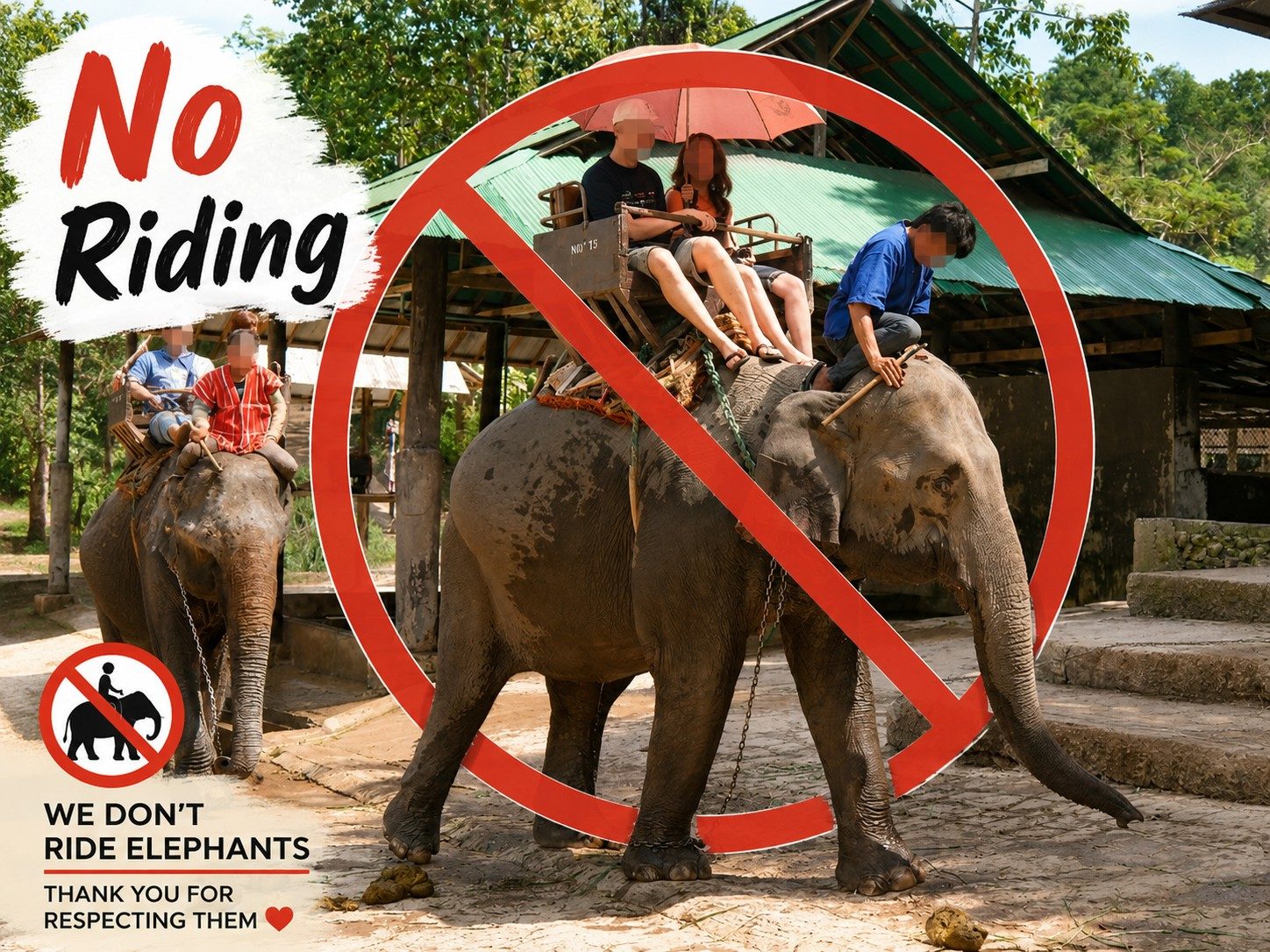 No elephant riding at TK Ethical Elephant Sanctuary Chiang Mai